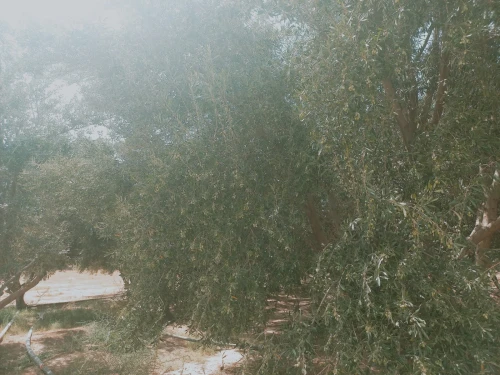 Vente Terrain Agricole Djelfa Djelfa