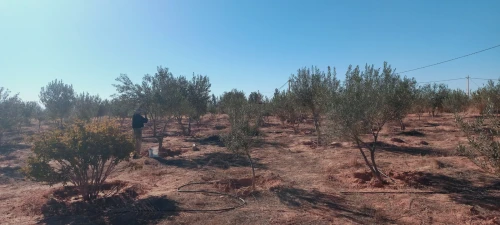 Vente Terrain Agricole Djelfa Djelfa