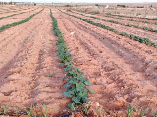 Vente Terrain Agricole Djelfa Hassi bahbah