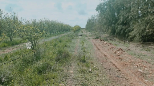 Vente Terrain Agricole Djelfa Ain oussara