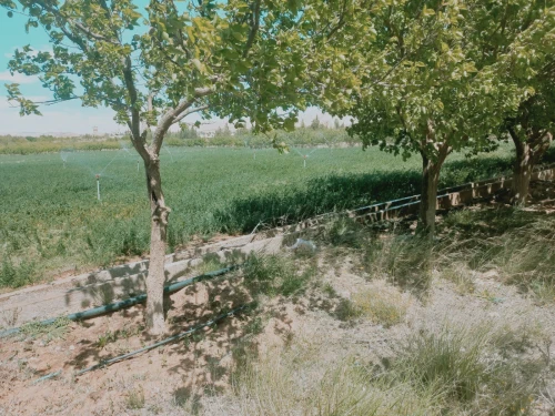 Vente Terrain Agricole Djelfa Djelfa