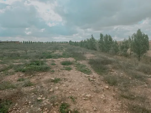Vente Terrain Agricole Djelfa Ain oussara