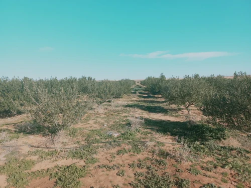 Vente Terrain Agricole Djelfa Ain oussara