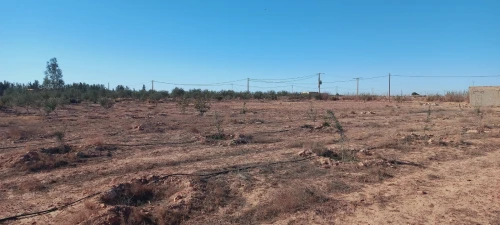 Vente Terrain Agricole Djelfa Djelfa