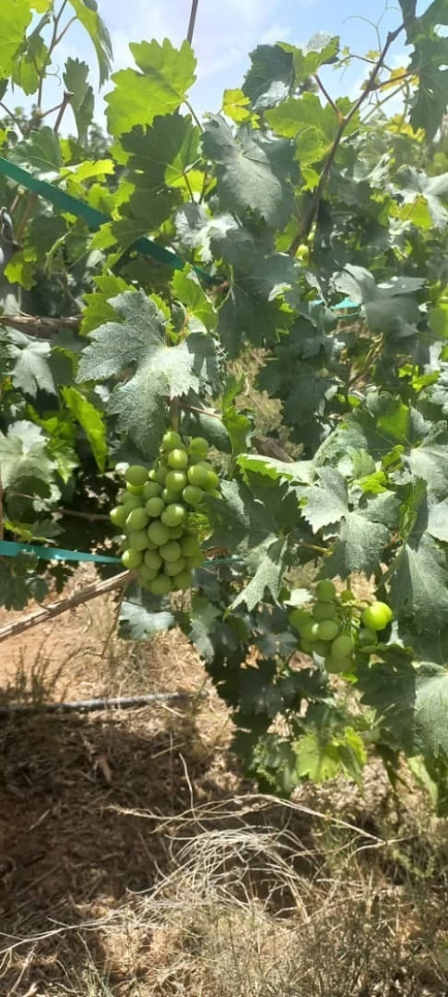 Vente Terrain Agricole Djelfa Djelfa