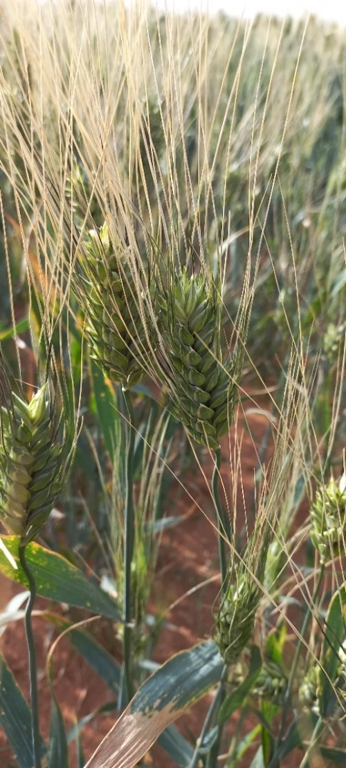 Vente Terrain Agricole Djelfa Djelfa