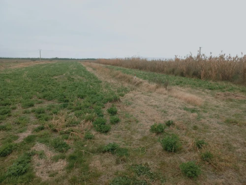 Vente Terrain Agricole Djelfa Ain oussara