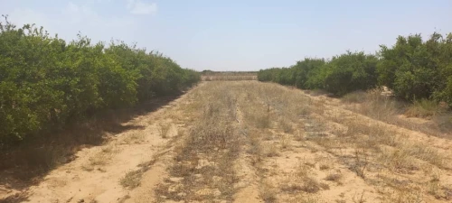 Vente Terrain Agricole Djelfa Djelfa