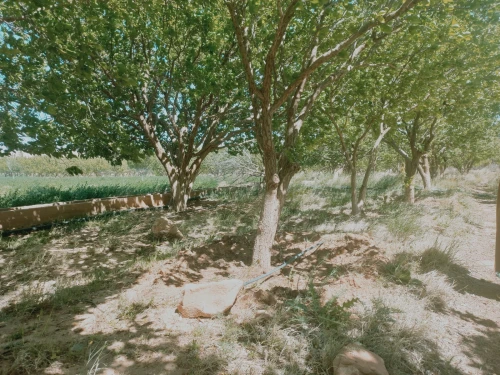 Vente Terrain Agricole Djelfa Djelfa