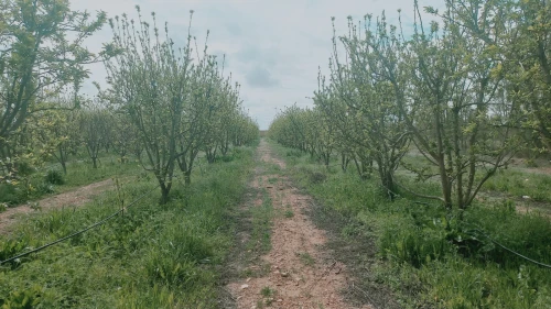Vente Terrain Agricole Djelfa Ain oussara