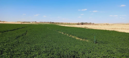 Vente Terrain Agricole Djelfa Djelfa