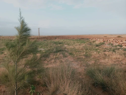 Vente Terrain Agricole Djelfa Djelfa