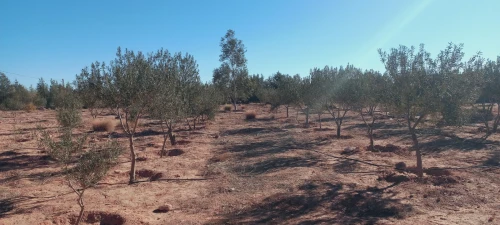 Vente Terrain Agricole Djelfa Djelfa