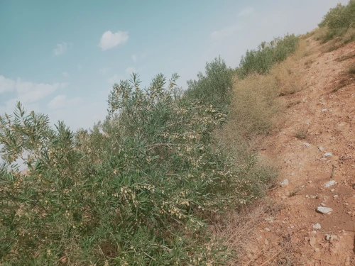 Vente Terrain Agricole Djelfa Birine