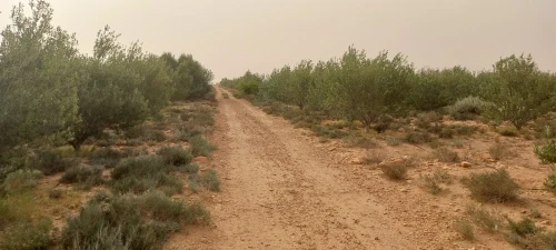 Vente Terrain Agricole Laghouat Ksar el hirane