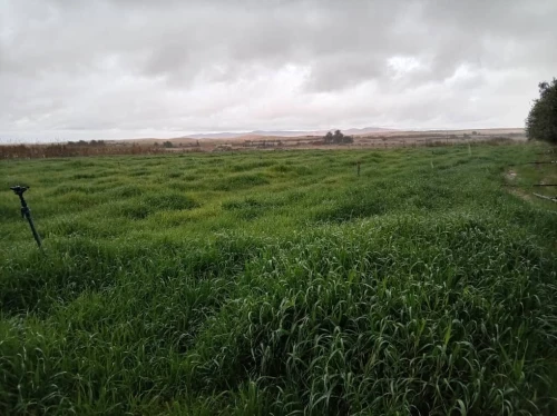 Vente Terrain Agricole Djelfa Djelfa