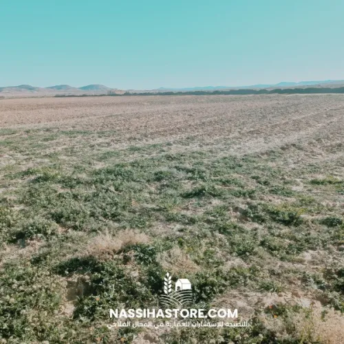 Vente Terrain Agricole Djelfa Zaafrane