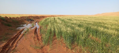 Vente Terrain Agricole Djelfa Djelfa