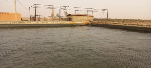 Vente Terrain Agricole Laghouat Ksar el hirane