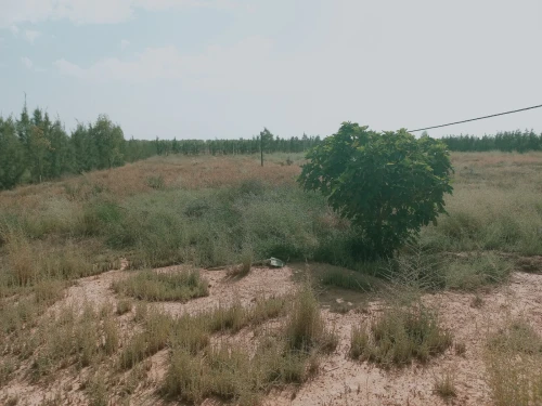 Vente Terrain Agricole Djelfa Birine