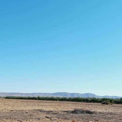 Vente Terrain Agricole Djelfa Ain oussara