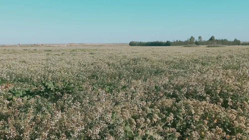 Vente Terrain Agricole Djelfa Hassi bahbah