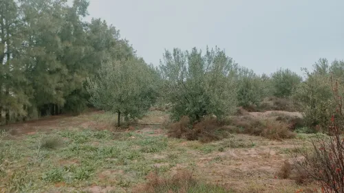 Vente Terrain Agricole Djelfa Ain oussara