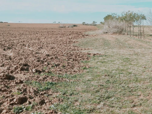 Vente Terrain Agricole Djelfa Had sahary