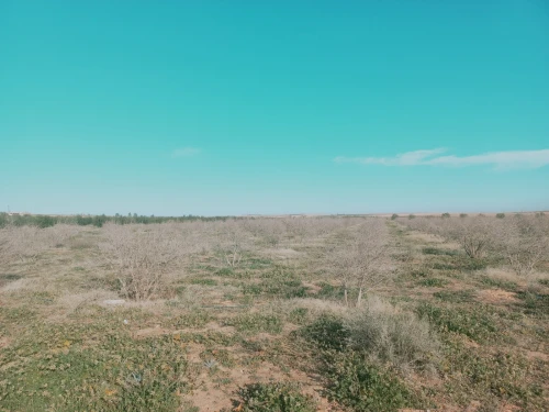Vente Terrain Agricole Djelfa Ain oussara