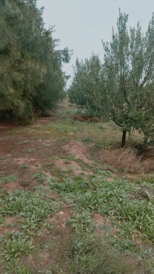 Vente Terrain Agricole Djelfa Ain oussara