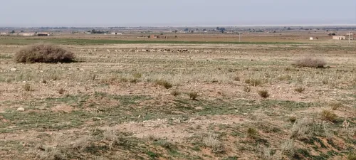 Vente Terrain Agricole Djelfa Djelfa