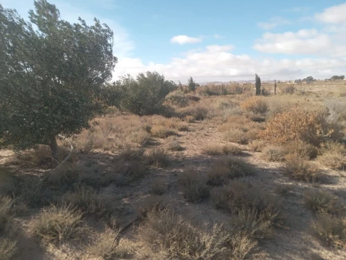 Vente Terrain Agricole Djelfa Djelfa
