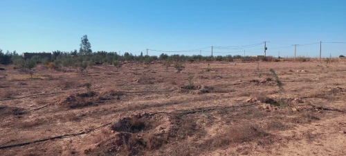 Vente Terrain Agricole Djelfa Djelfa