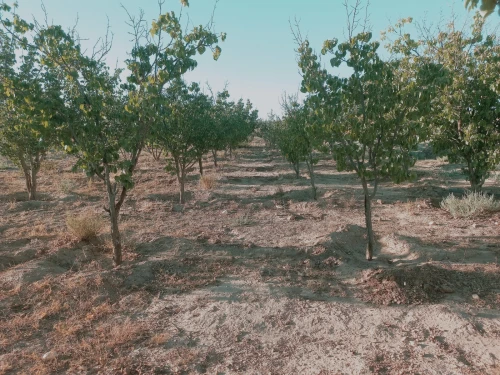 Vente Terrain Agricole Djelfa Djelfa