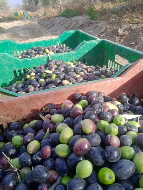 Vente Terrain Agricole Djelfa Djelfa