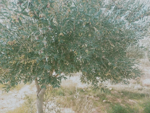 Vente Terrain Agricole Djelfa Djelfa
