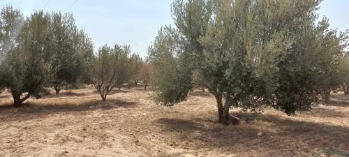 Vente Terrain Agricole Djelfa Ain oussara