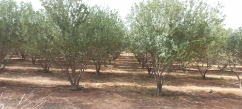 Vente Terrain Agricole Djelfa Zaafrane