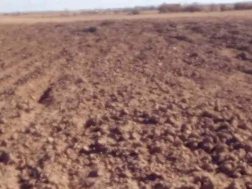 Vente Terrain Agricole Djelfa Ain oussara