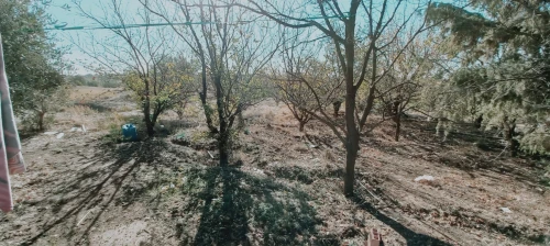 Vente Terrain Agricole Djelfa Djelfa