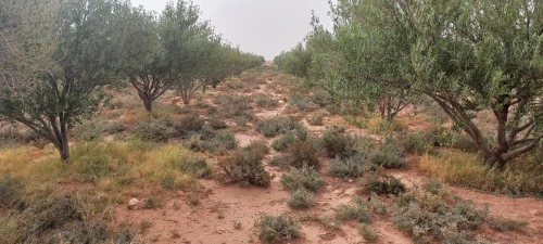 Vente Terrain Agricole Laghouat Ksar el hirane