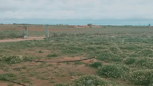 Vente Terrain Agricole Djelfa Hassi bahbah