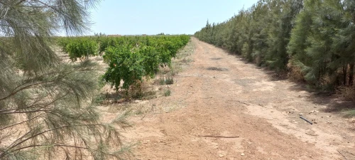 Vente Terrain Agricole Djelfa Ain oussara