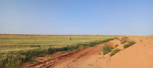 Vente Terrain Agricole Djelfa Djelfa