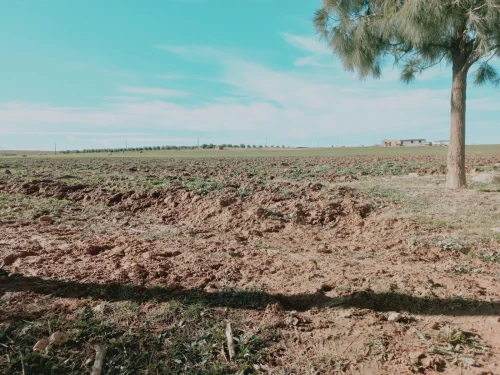 Vente Terrain Agricole Djelfa Had sahary