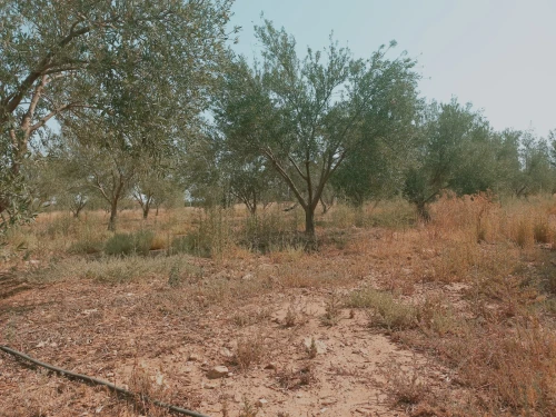 Vente Terrain Agricole Djelfa Ain oussara
