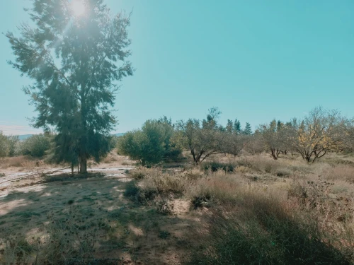 Vente Terrain Agricole Djelfa Djelfa