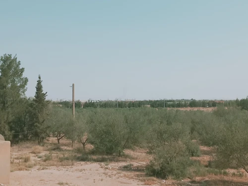 Vente Terrain Agricole Djelfa Ain oussara
