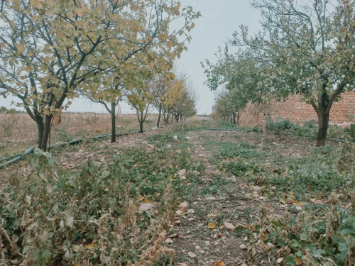 Vente Terrain Agricole Djelfa Djelfa