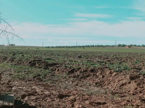 Vente Terrain Agricole Djelfa Had sahary